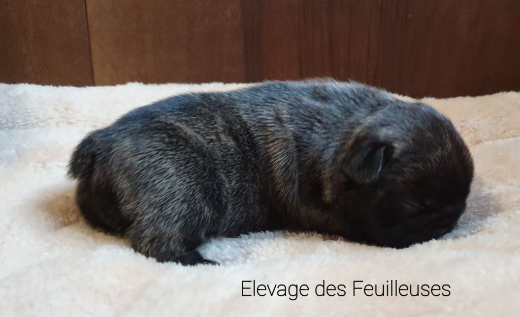 des Feuilleuses - Chiot disponible  - Bouledogue français