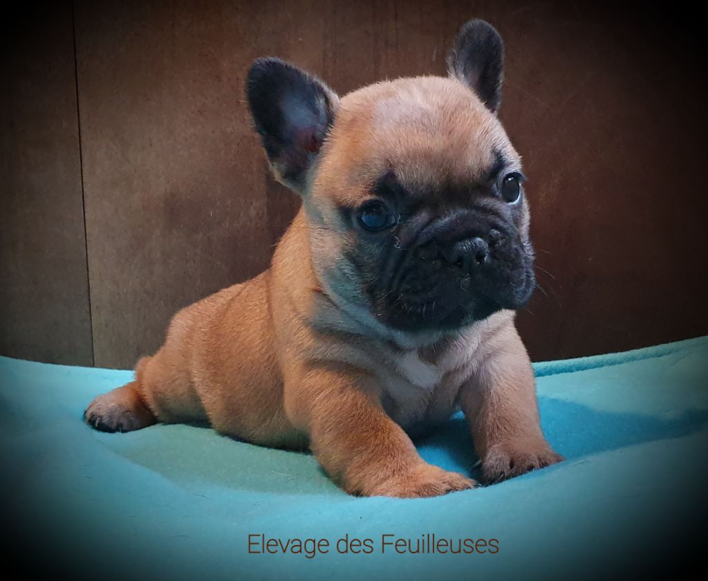 des Feuilleuses - Chiot disponible  - Bouledogue français