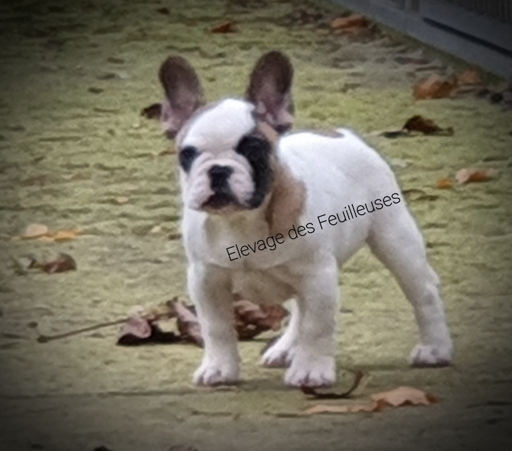 des Feuilleuses - Chiot disponible  - Bouledogue français