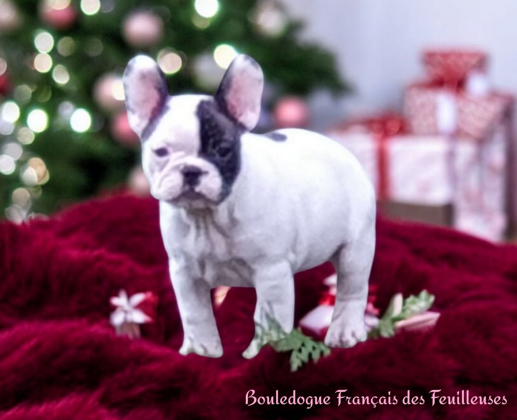 des Feuilleuses - Chiot disponible  - Bouledogue français