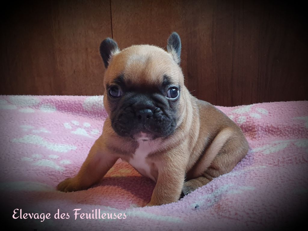 des Feuilleuses - Chiot disponible  - Bouledogue français