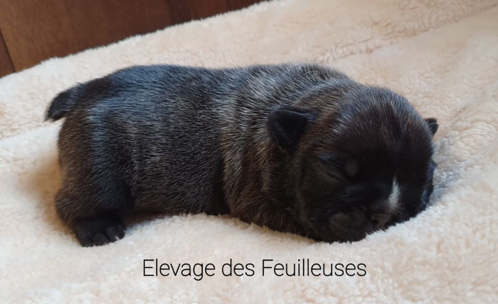 des Feuilleuses - Chiot disponible  - Bouledogue français