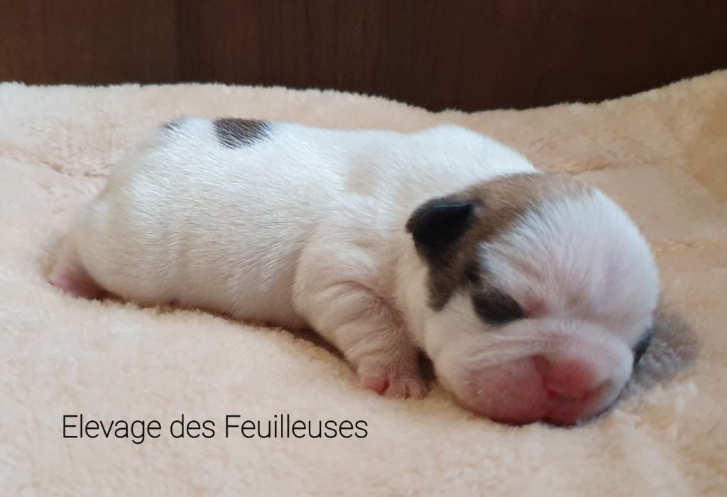 des Feuilleuses - Chiot disponible  - Bouledogue français