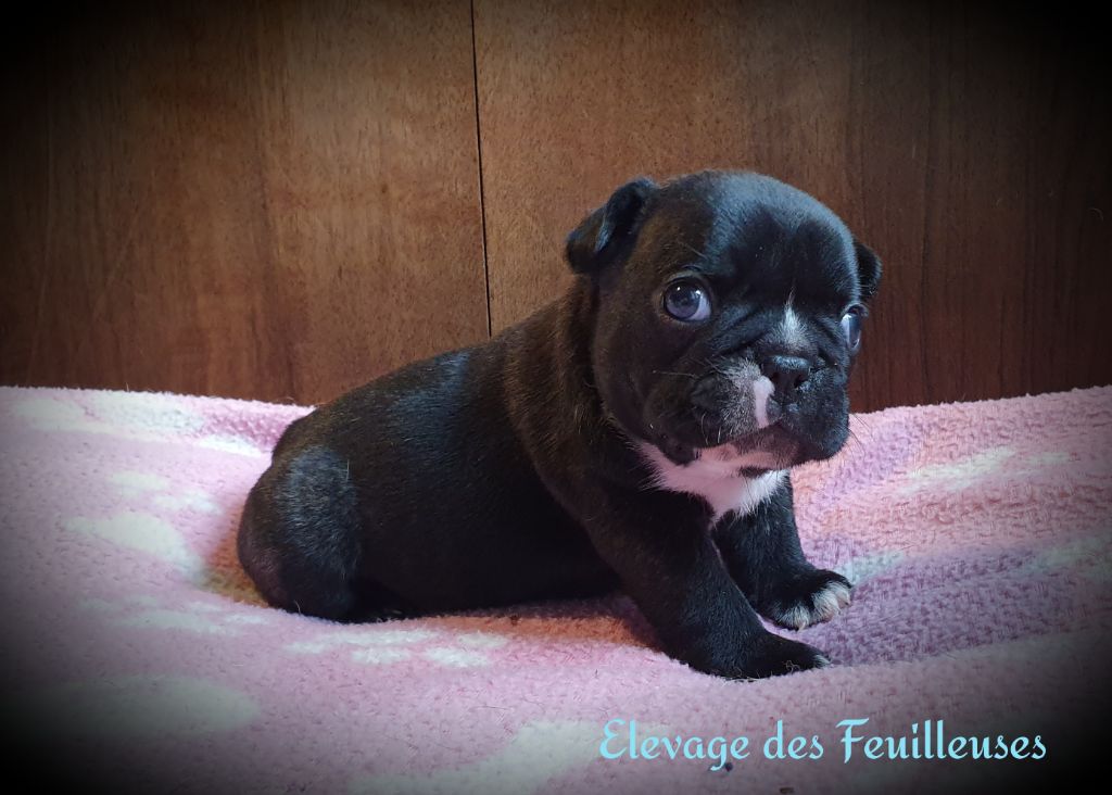 des Feuilleuses - Chiot disponible  - Bouledogue français