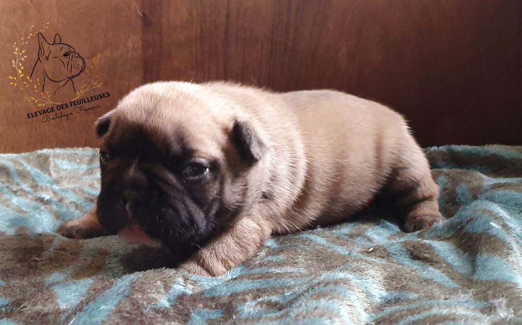 des Feuilleuses - Chiot disponible  - Bouledogue français