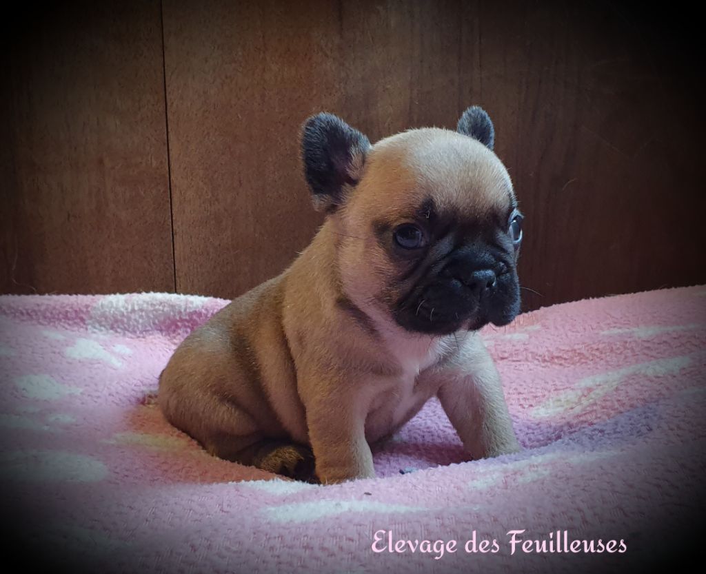 des Feuilleuses - Chiot disponible  - Bouledogue français