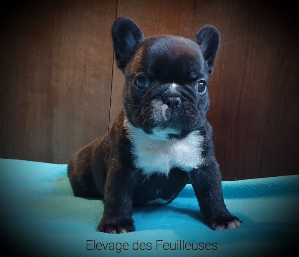 des Feuilleuses - Chiot disponible  - Bouledogue français