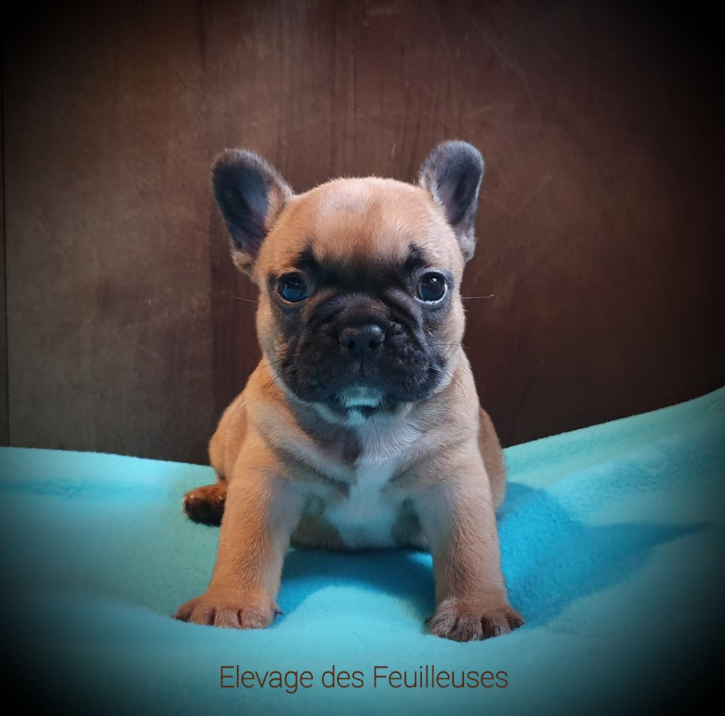 des Feuilleuses - Chiot disponible  - Bouledogue français