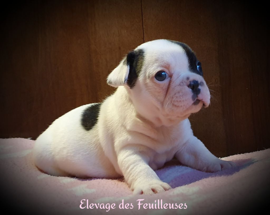 des Feuilleuses - Chiot disponible  - Bouledogue français