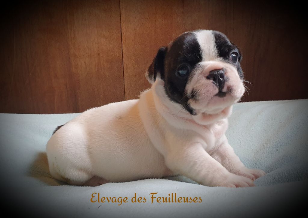 des Feuilleuses - Chiot disponible  - Bouledogue français