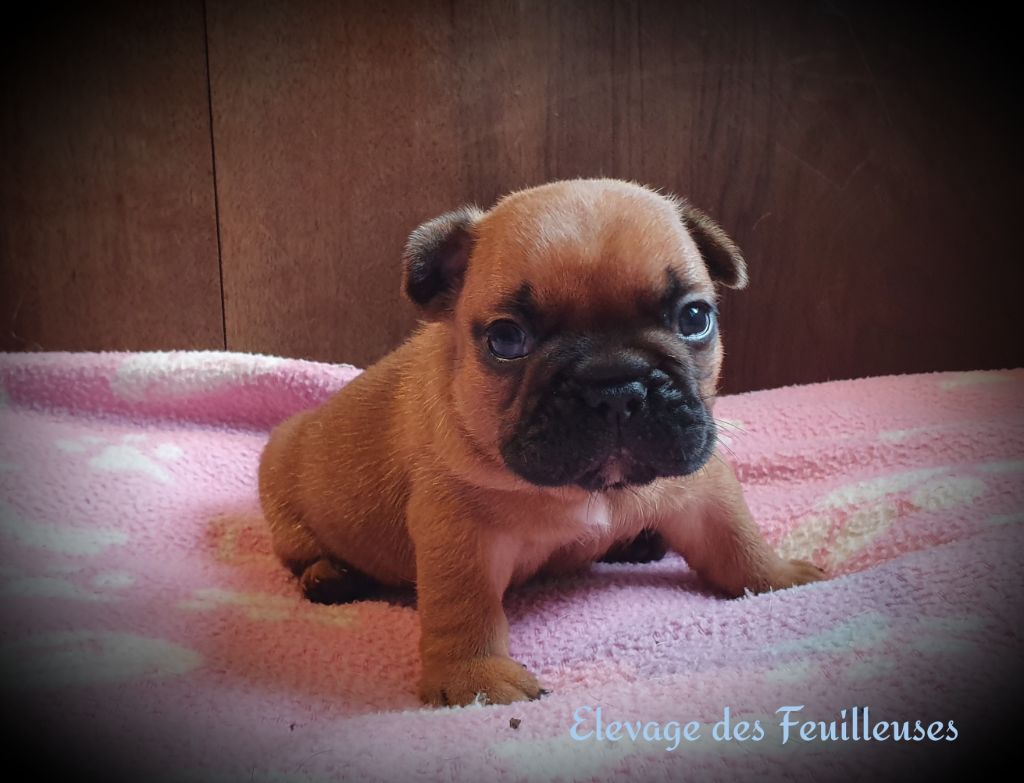 des Feuilleuses - Chiot disponible  - Bouledogue français