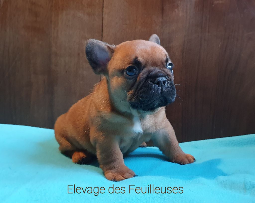 des Feuilleuses - Chiot disponible  - Bouledogue français