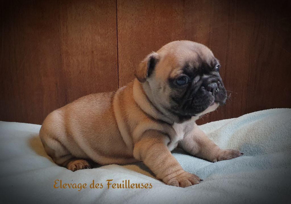 des Feuilleuses - Chiot disponible  - Bouledogue français