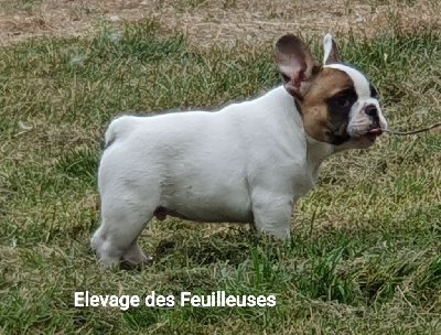 des Feuilleuses - Bouledogue français - Portée née le 03/06/2024