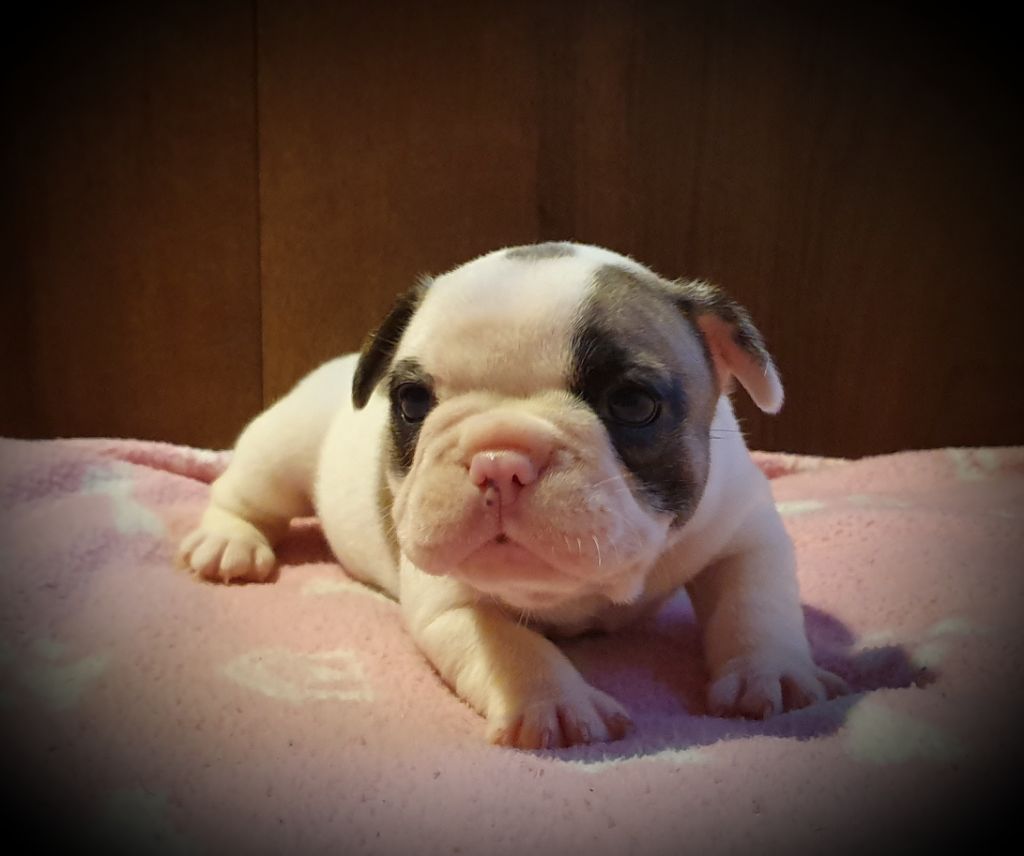 des Feuilleuses - Chiot disponible  - Bouledogue français