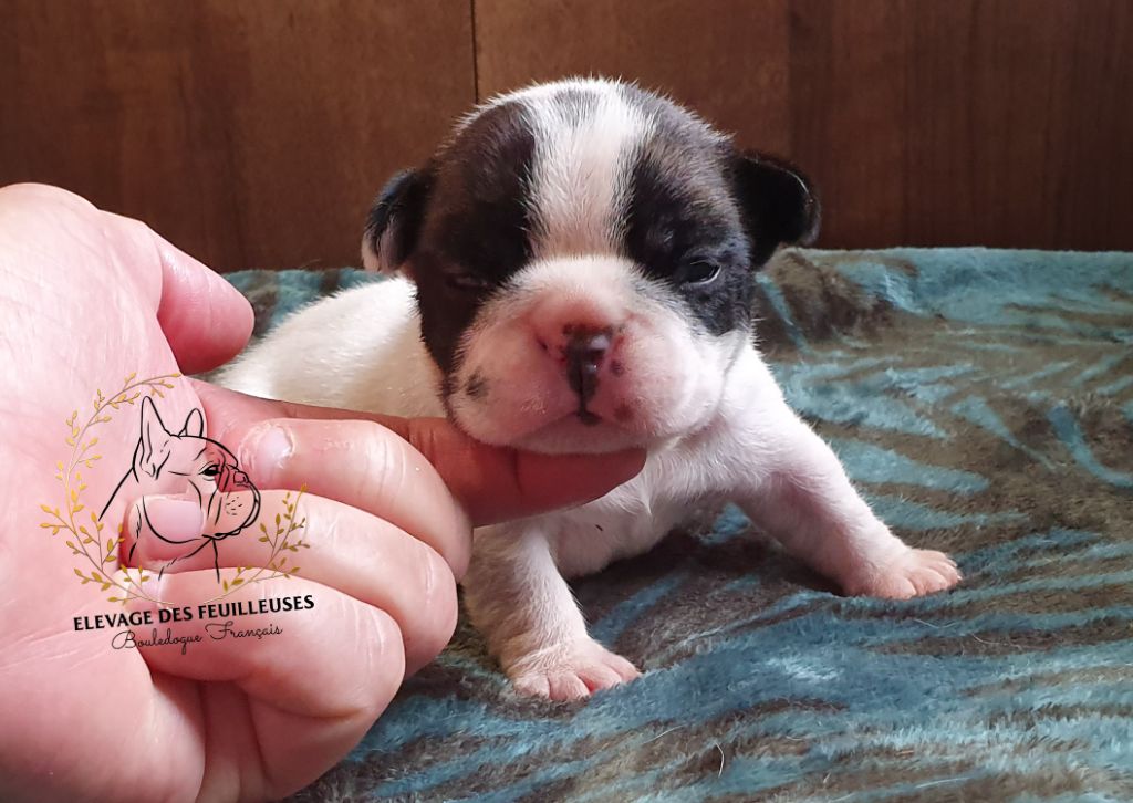 des Feuilleuses - Chiot disponible  - Bouledogue français