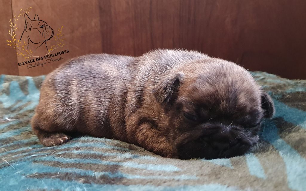 des Feuilleuses - Chiot disponible  - Bouledogue français