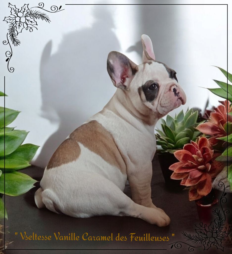 des Feuilleuses - Chiot disponible  - Bouledogue français