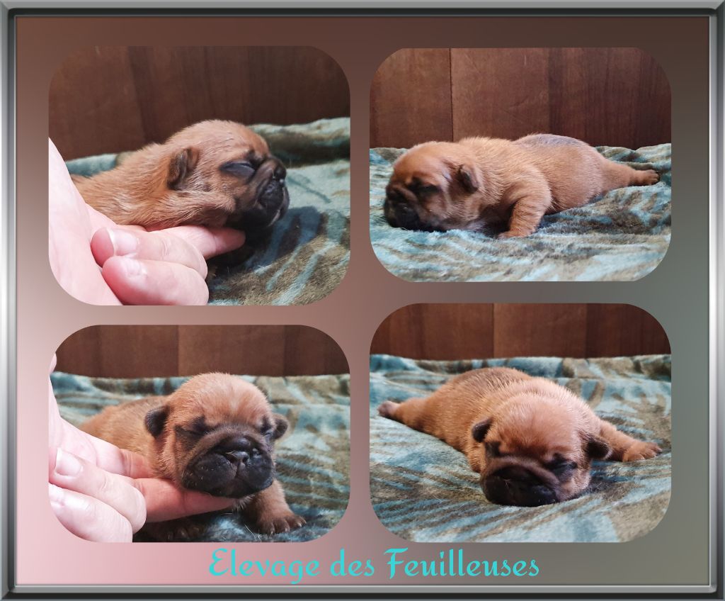 des Feuilleuses - Chiot disponible  - Bouledogue français