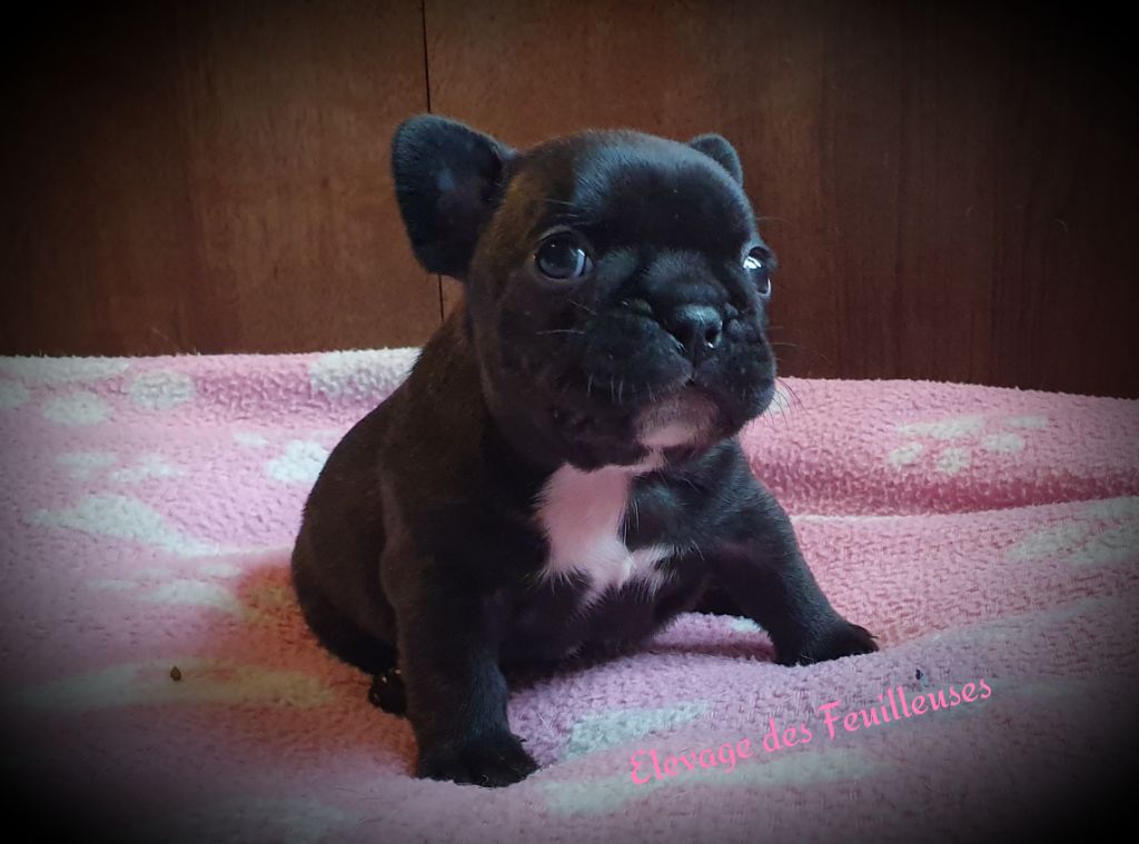 des Feuilleuses - Chiot disponible  - Bouledogue français