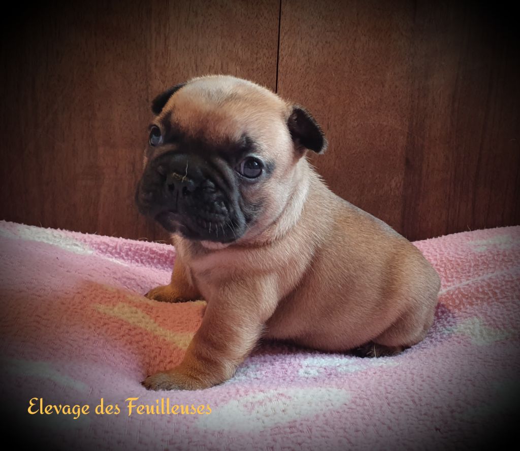 des Feuilleuses - Chiot disponible  - Bouledogue français