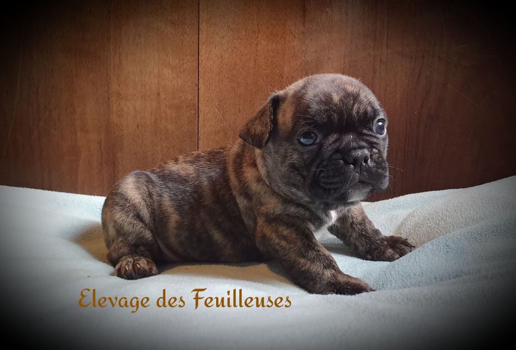 des Feuilleuses - Chiot disponible  - Bouledogue français