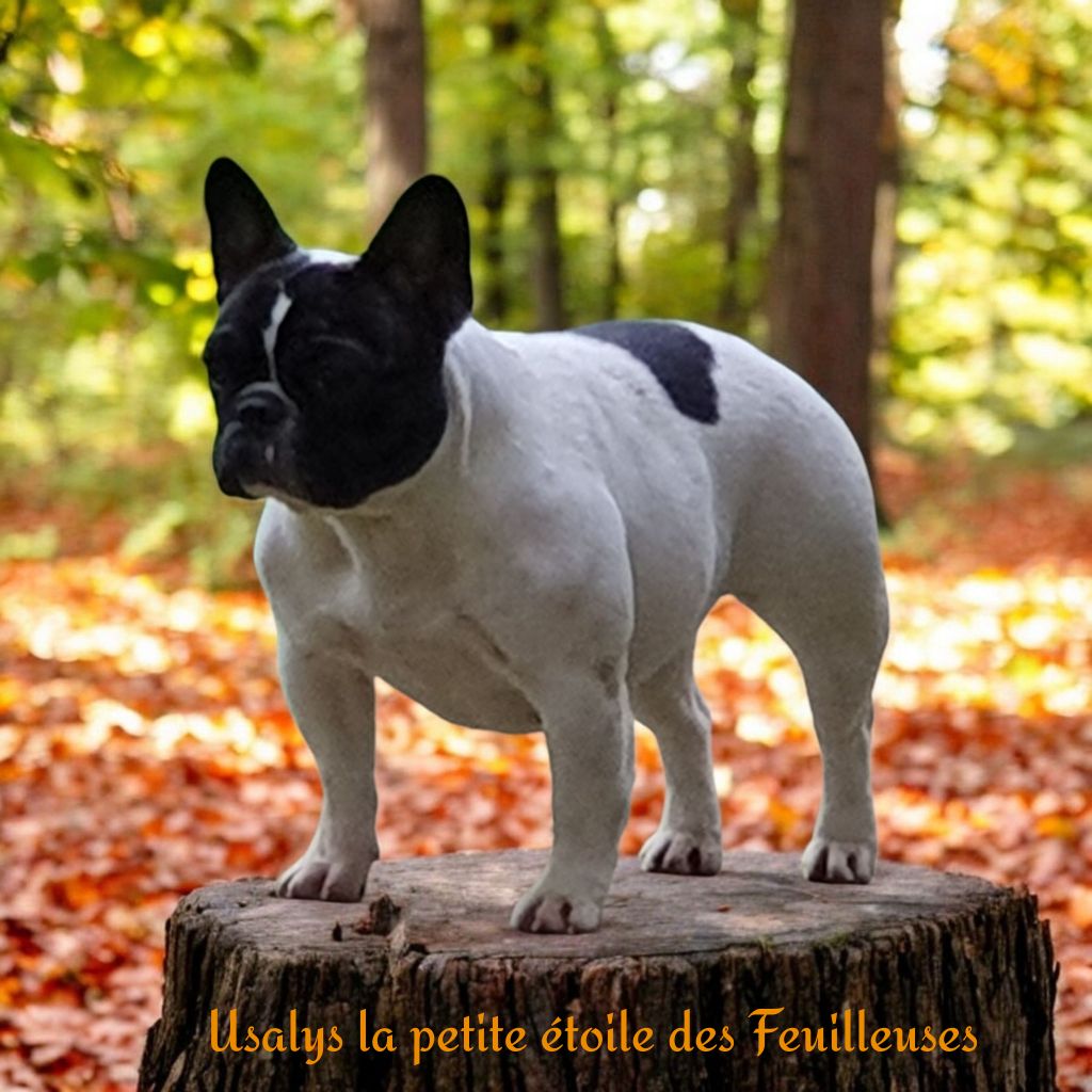 Usalys la petite etoile des Feuilleuses