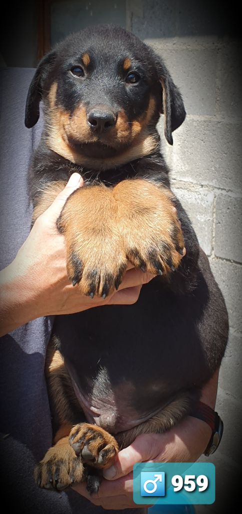 des Feuilleuses - Chiots disponibles - Berger de Beauce