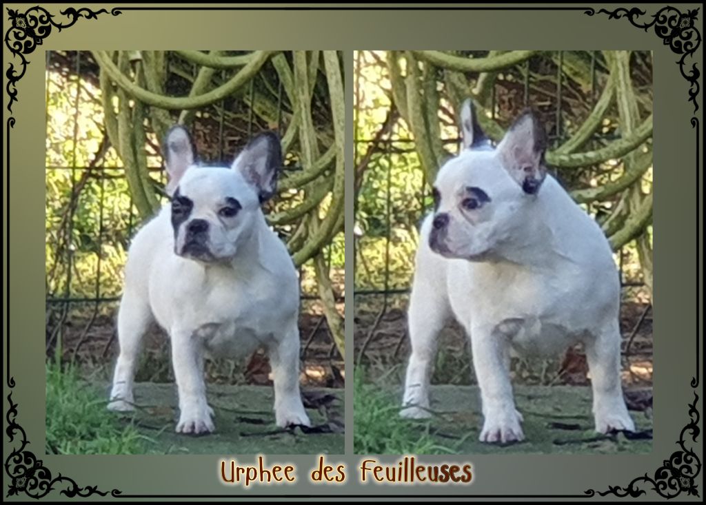 Urphée des Feuilleuses 