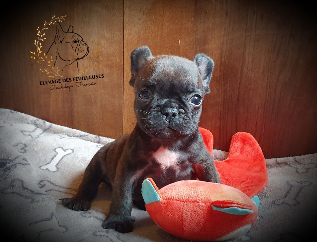des Feuilleuses - Chiots disponibles - Bouledogue français