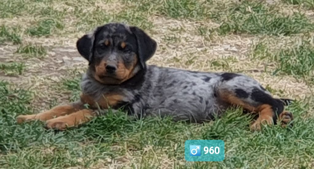 des Feuilleuses - Chiots disponibles - Berger de Beauce