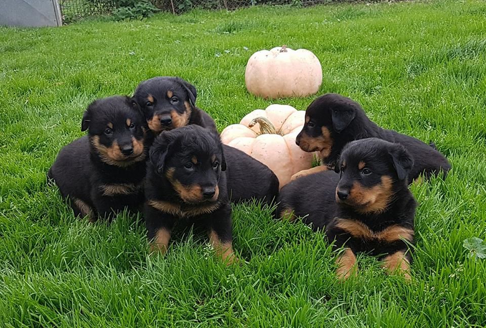 Chiot Berger de Beauce des Feuilleuses