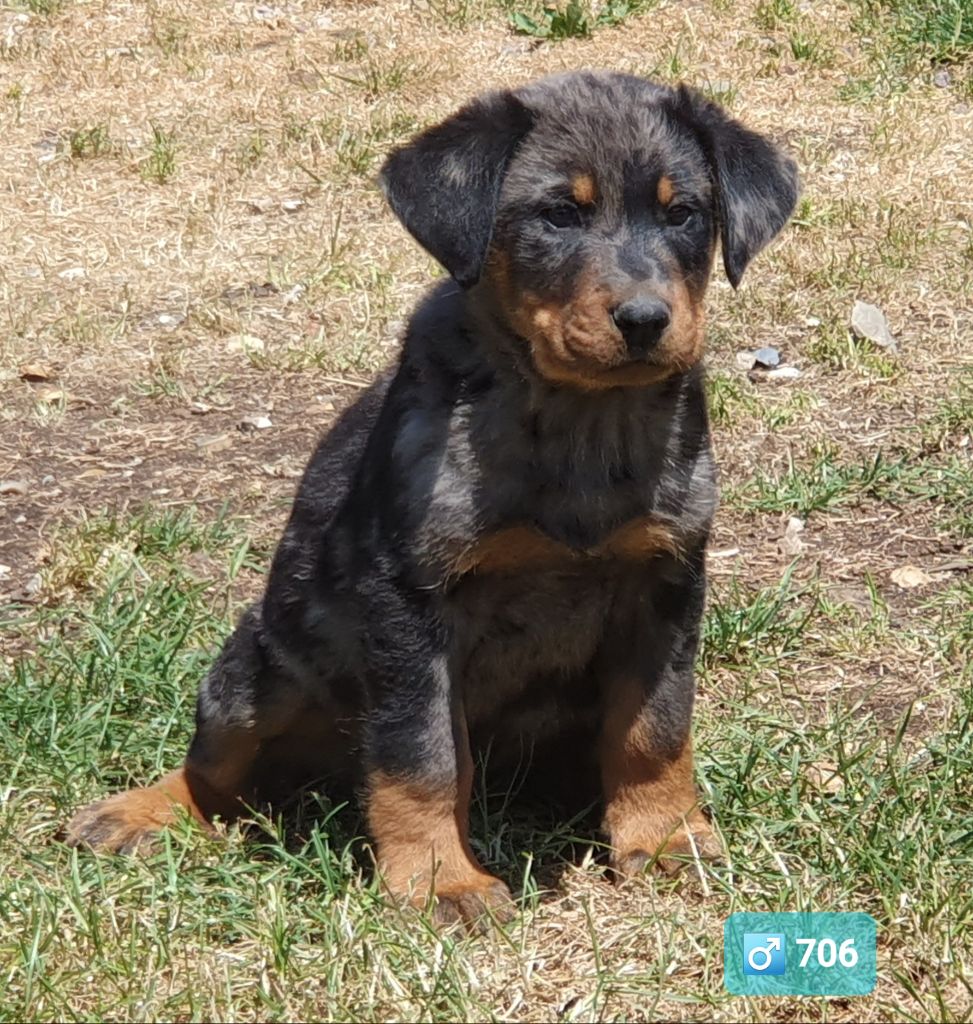 des Feuilleuses - Chiots disponibles - Berger de Beauce