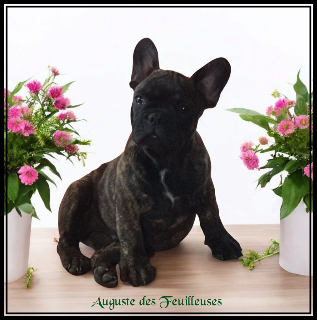 des Feuilleuses - Chiots disponibles - Bouledogue français