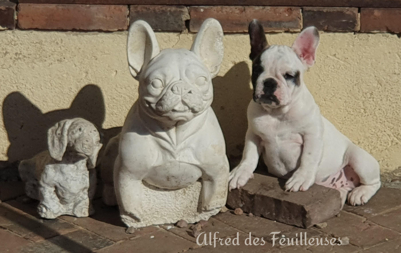 des Feuilleuses - Chiots disponibles - Bouledogue français