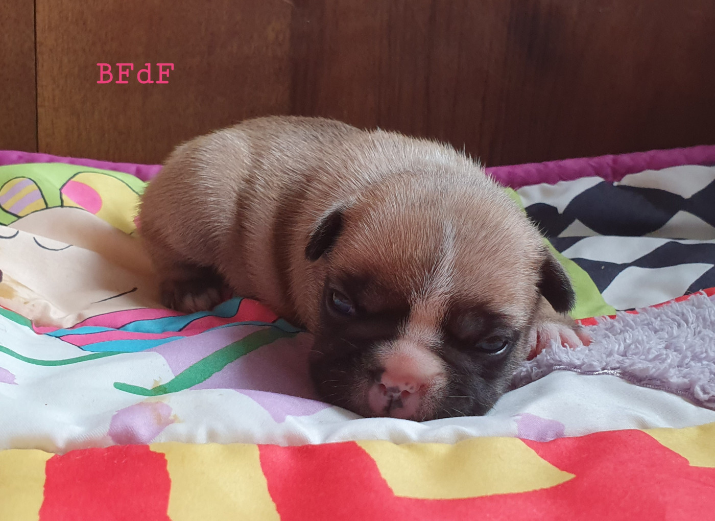 des Feuilleuses - Chiots disponibles - Bouledogue français