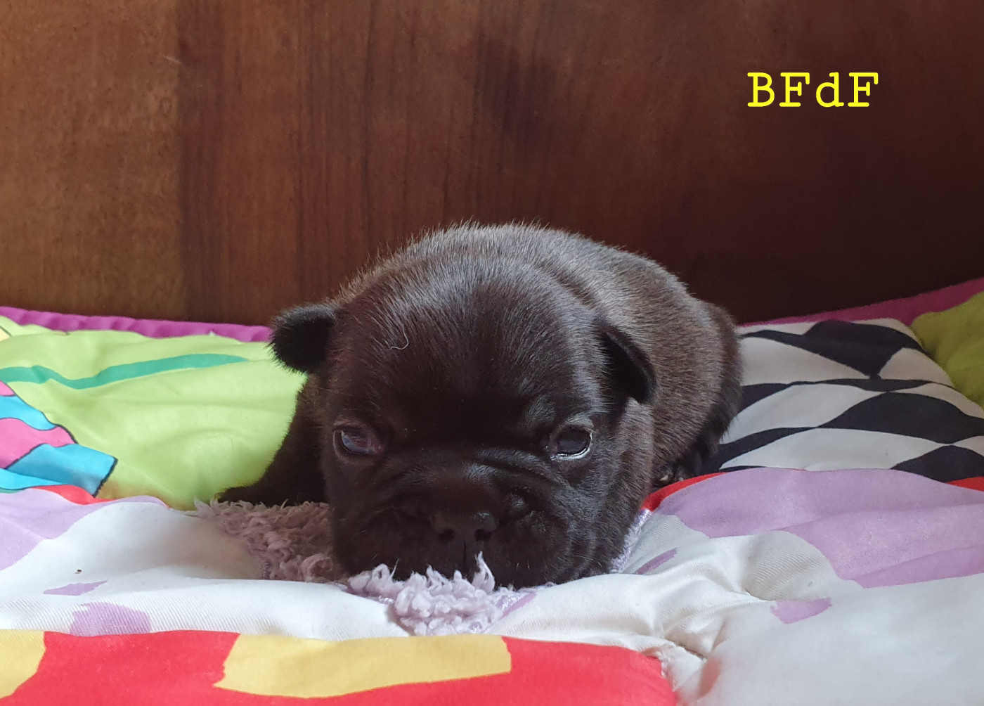 des Feuilleuses - Chiots disponibles - Bouledogue français