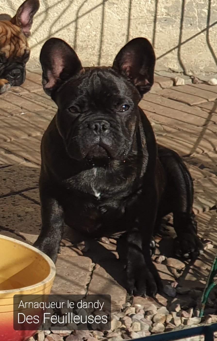 des Feuilleuses - Chiots disponibles - Bouledogue français