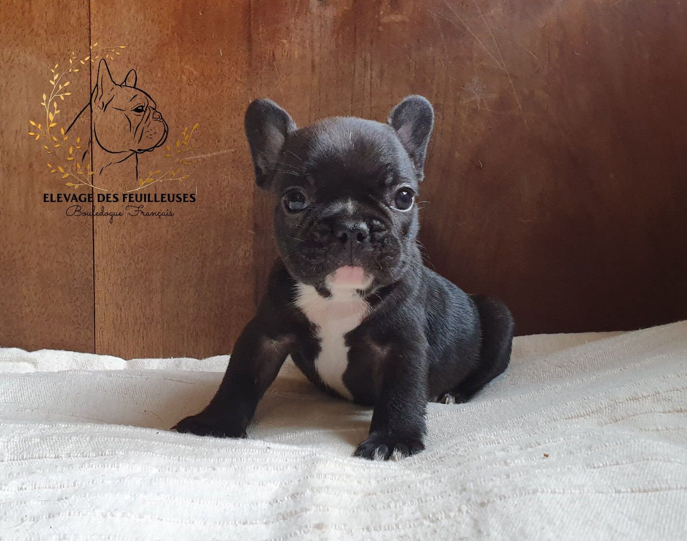 des Feuilleuses - Chiots disponibles - Bouledogue français