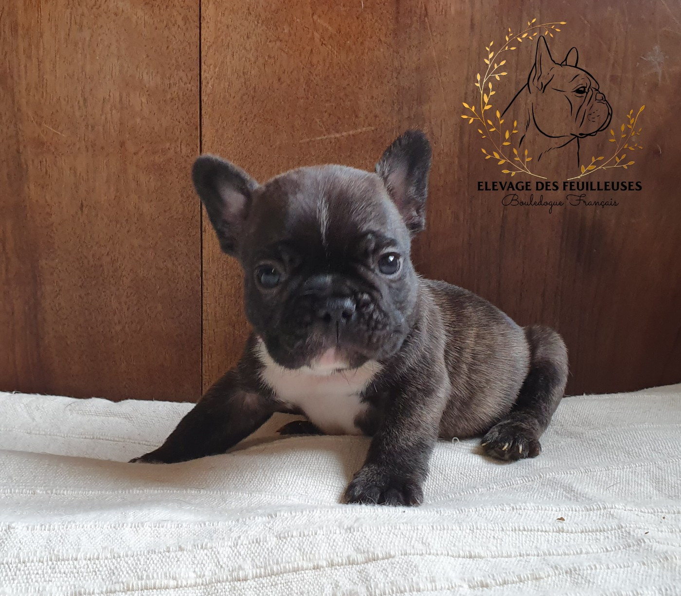 des Feuilleuses - Chiots disponibles - Bouledogue français