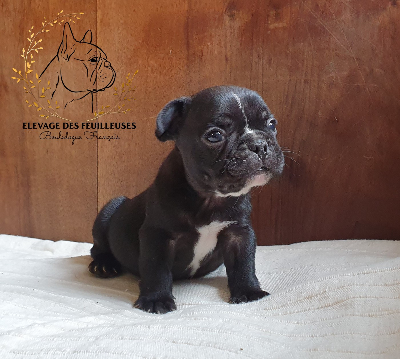 des Feuilleuses - Chiots disponibles - Bouledogue français