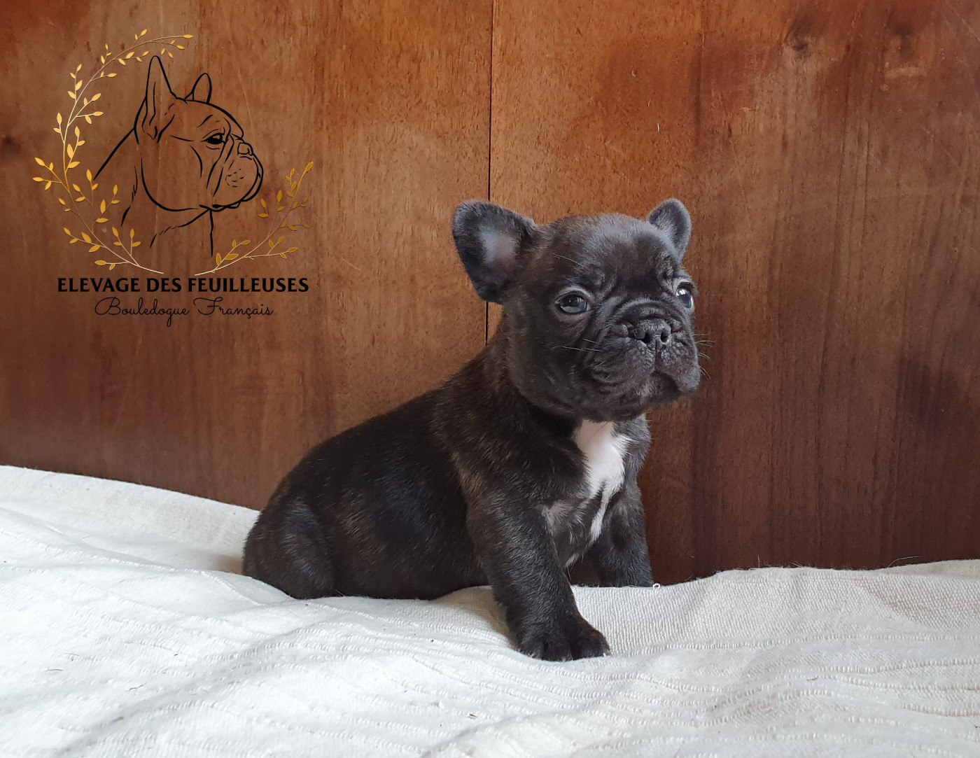 des Feuilleuses - Chiots disponibles - Bouledogue français