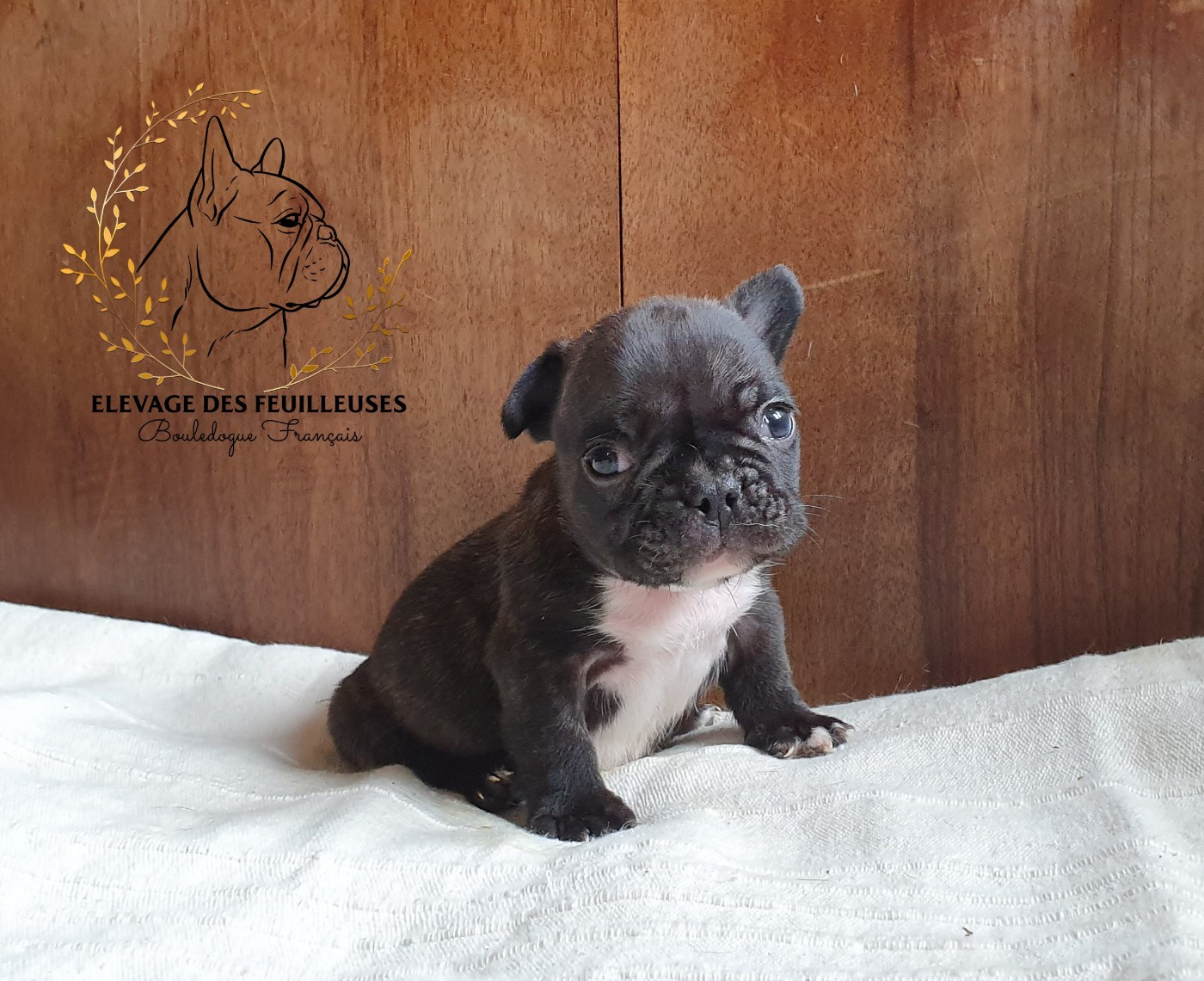 des Feuilleuses - Chiots disponibles - Bouledogue français