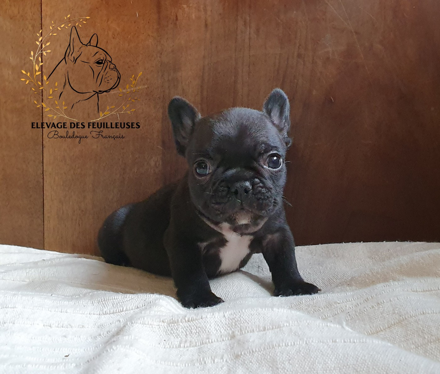 des Feuilleuses - Chiots disponibles - Bouledogue français
