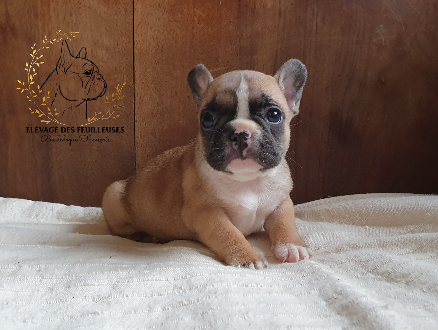 des Feuilleuses - Chiots disponibles - Bouledogue français