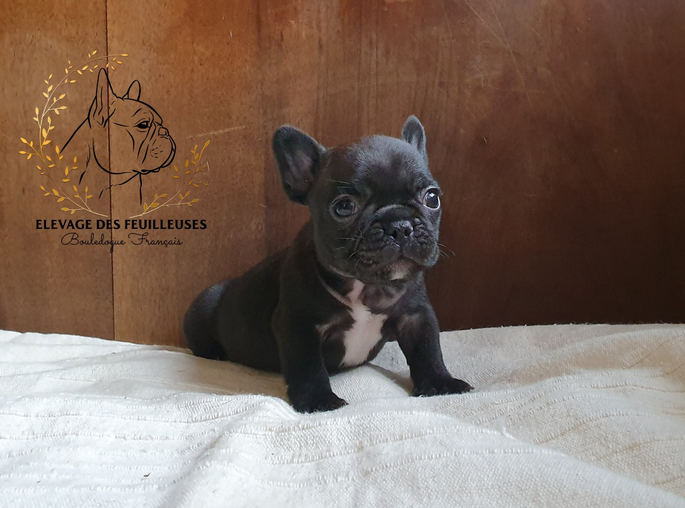 des Feuilleuses - Chiots disponibles - Bouledogue français