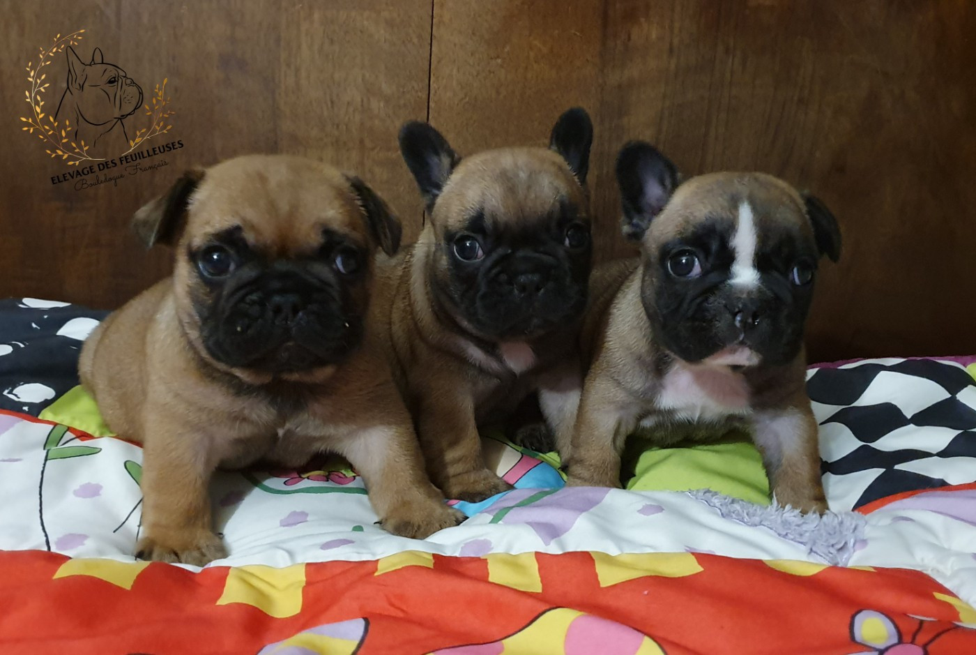 Chiot Bouledogue français des Feuilleuses