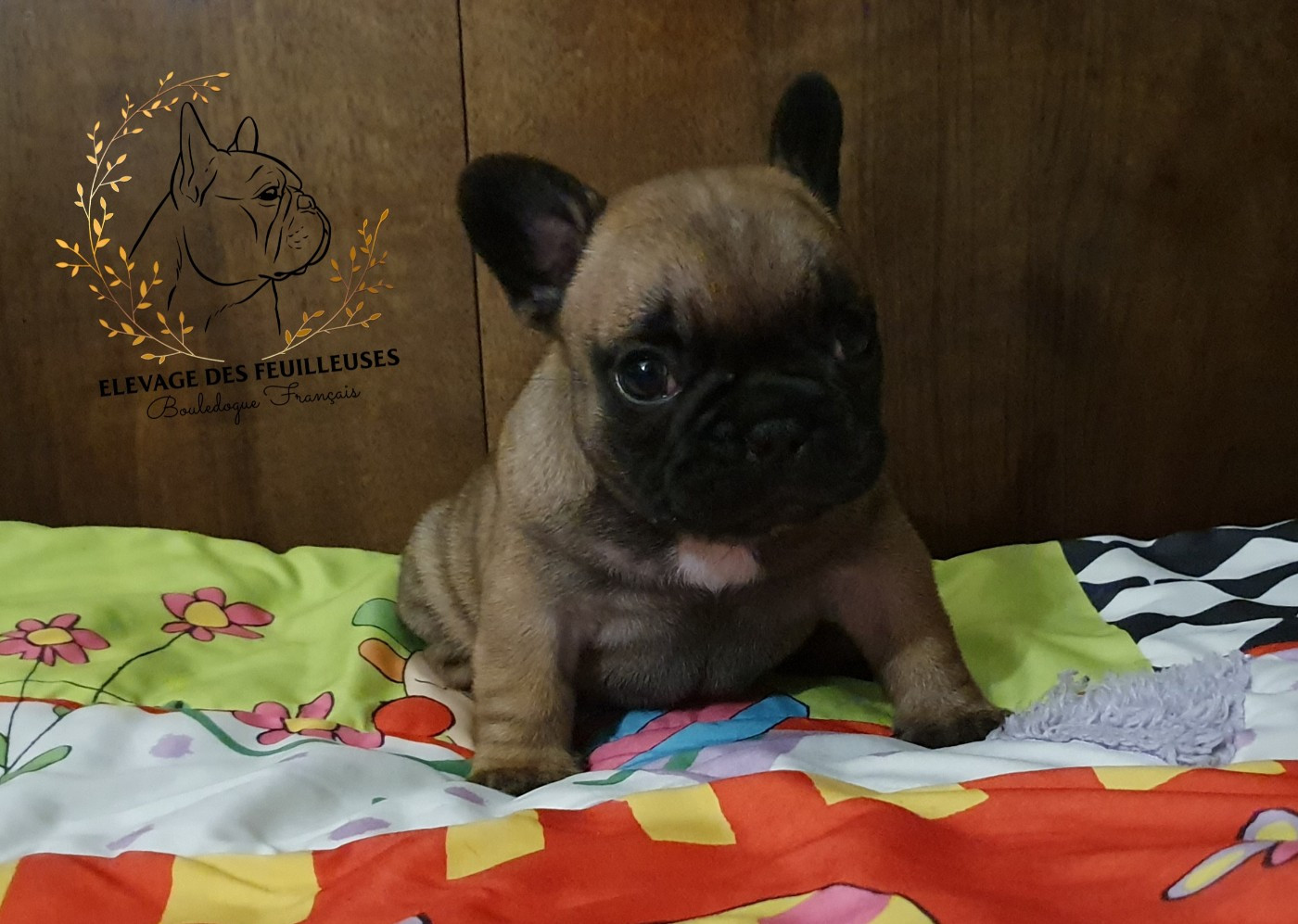 des Feuilleuses - Chiots disponibles - Bouledogue français