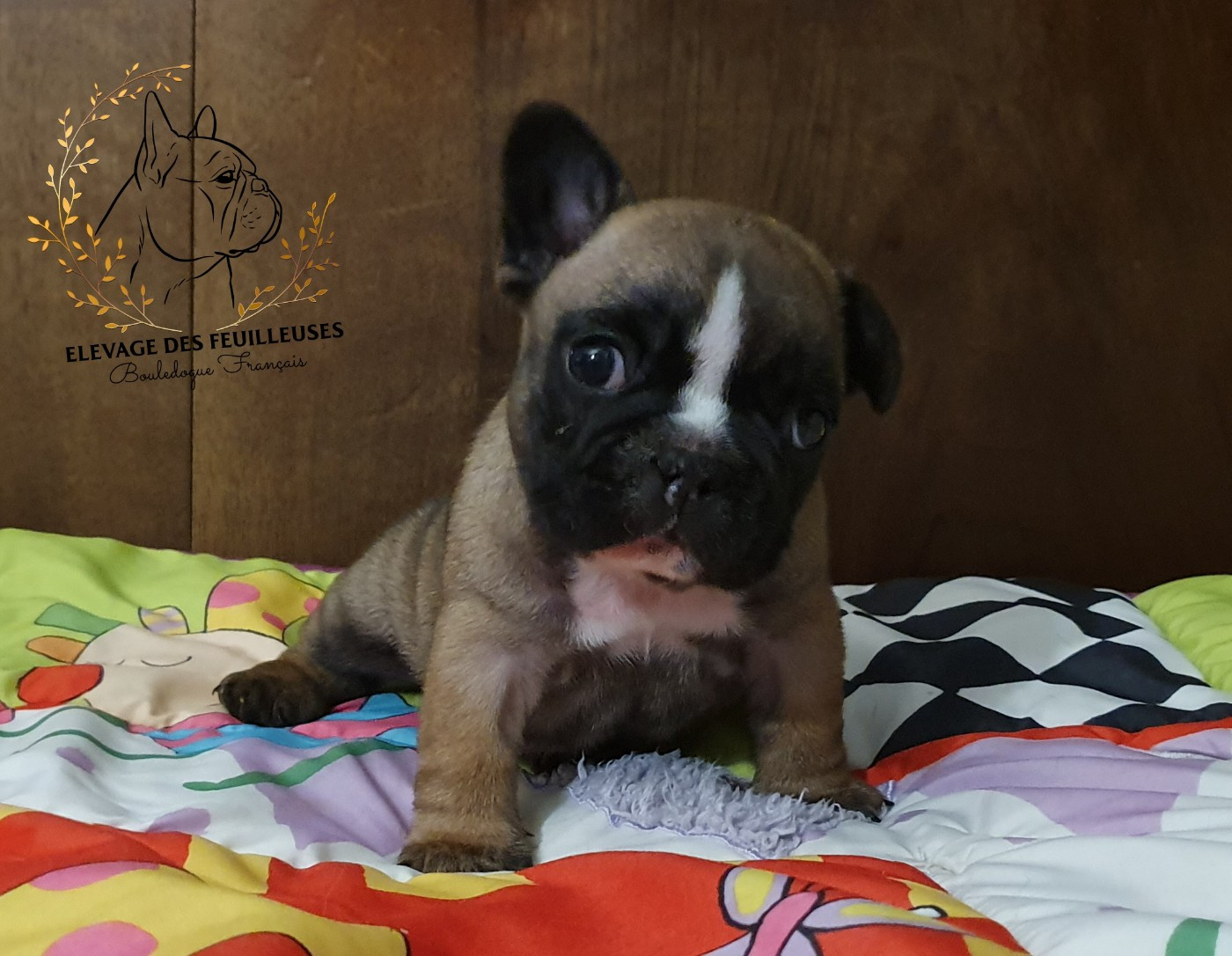des Feuilleuses - Chiots disponibles - Bouledogue français
