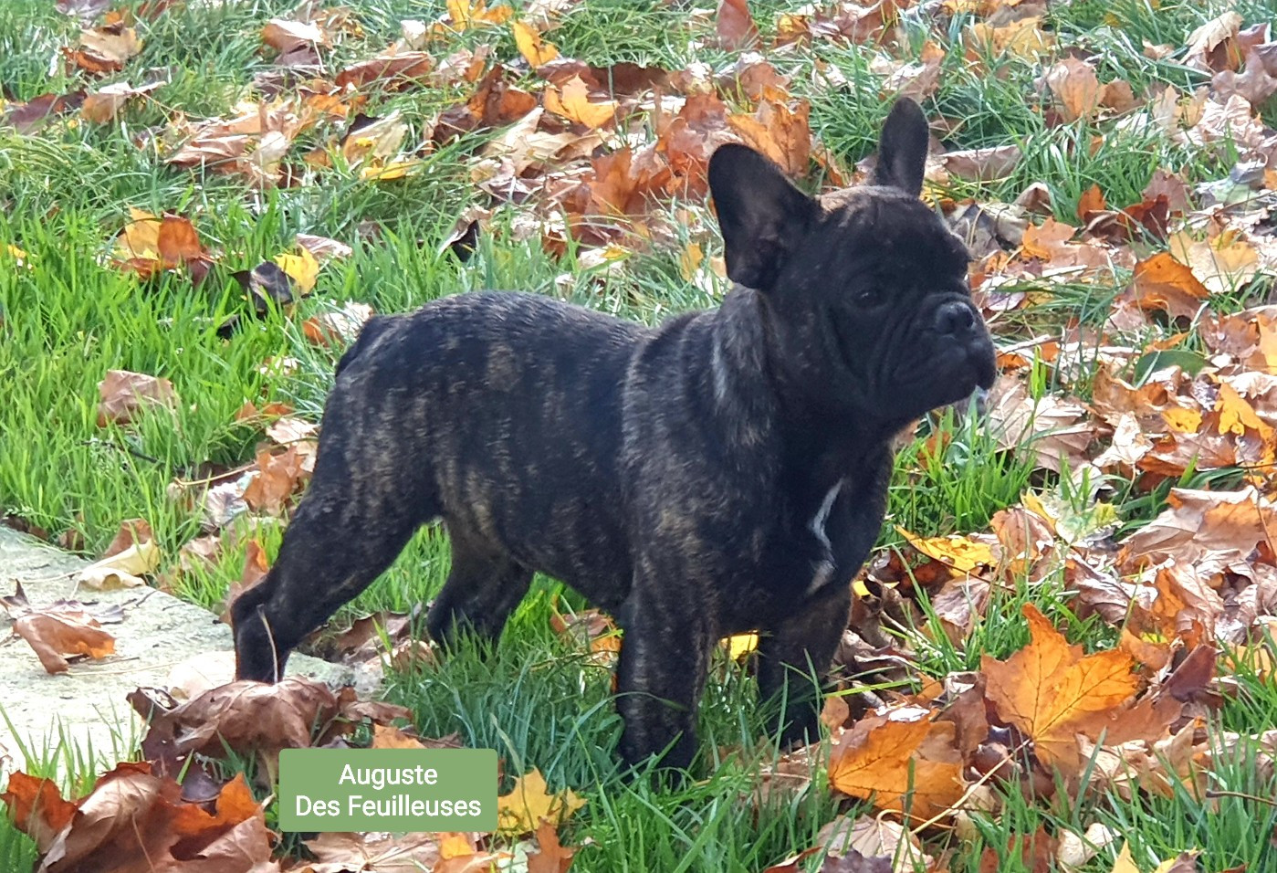 des Feuilleuses - Chiots disponibles - Bouledogue français